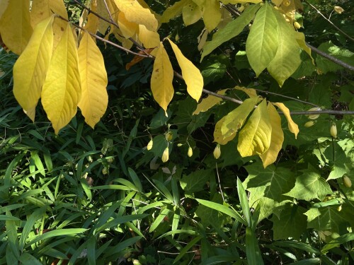 IMG_5252-281d3bf6c320aa414.jpeg